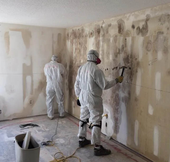 fast mold remediation